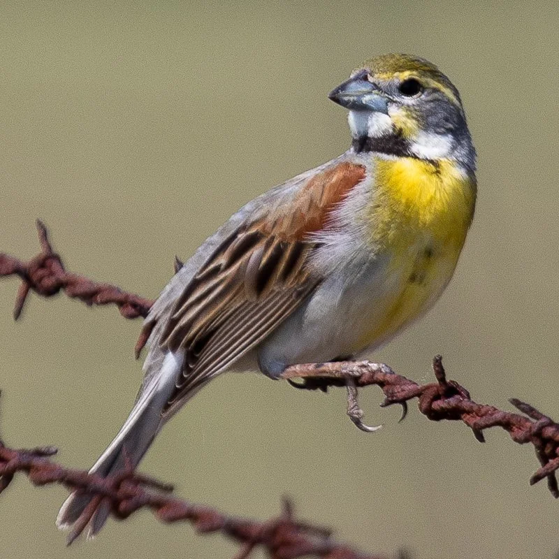 Dickcissel — Virginia Society of Ornithology